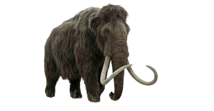 mammoth